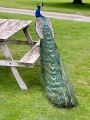 Ed -IMG_5434